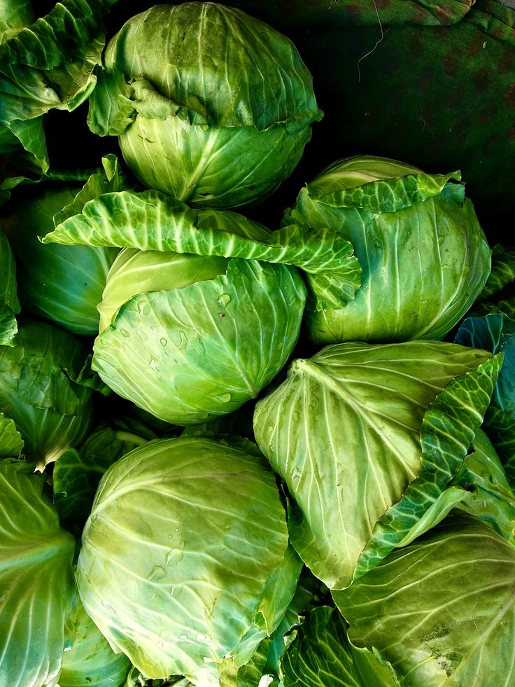 Cabbage